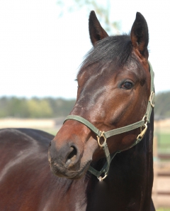 Whipped Eggs 160512-2